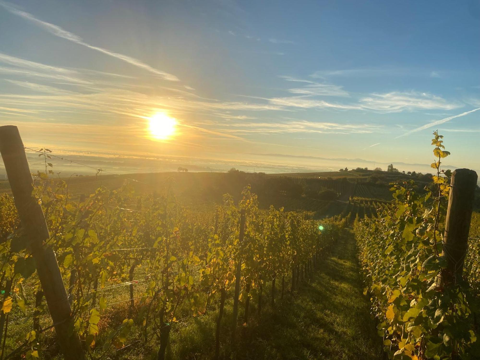 Charmant Et Chaleureux Gite Dans Le Vignoble Sigolsheim ภายนอก รูปภาพ
